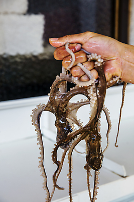 포토 JPG 주간 손 두마리 들기 야외 신체부위 전라남도 해산물 무안 세발낙지 무안낙지 국내포토 자연요소 2 모션 사람 전라도 특산물 낙지 파일형식