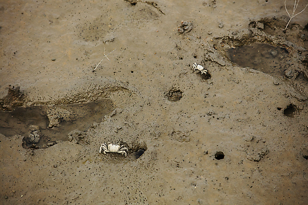 포토 JPG 주간 두마리 자연 사람없음 야외 게 전라남도 갯벌 무안 국내포토 자연요소 2 갑각류 전라도 생태계 파일형식