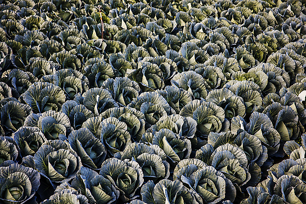 포토 JPG 주간 식재료 사람없음 야외 농사 전라남도 가득함 양배추 무안 양배추밭 국내포토 자연요소 밭 농업 채소 전라도 파일형식
