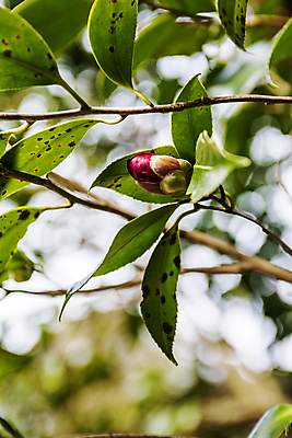 포토 JPG 주간 나뭇잎 사람없음 야외 아웃포커스 나뭇가지 전라남도 꽃봉오리 동백 완도 국내포토 자연요소 나무 꽃 잎 촬영기법 전라도 파일형식