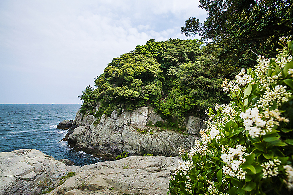 포토 JPG 나무 구름 꽃 바다 자연 하늘 사람없음 야외 바위 전라남도 남해 여수 오동도 국내포토 자연요소 식물 섬 돌_바위 전라도 생태계 파일형식