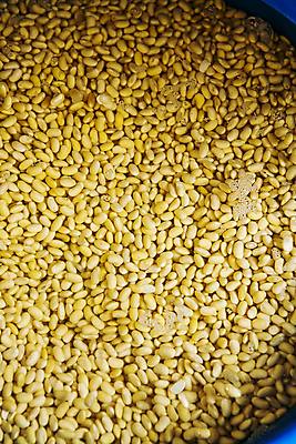 포토 JPG 식재료 콩 실내 사람없음 물 가득함 강원도 강릉 국내포토 자연요소 곡류 한국 내부 파일형식