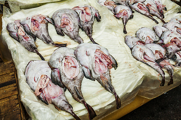 포토 JPG 식재료 실내 사람없음 전시 경상남도 해산물 진열장 수산시장 마산 아귀 국내포토 내부 수중동물 시장 경상도 파일형식