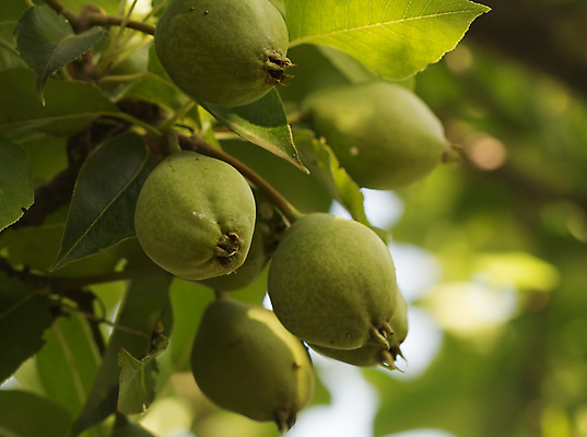 포토 JPG 해외이미지 나무 식물 계절 음식 줄기 백그라운드 잎 농업 과일 자연 매달리기 건강 사람없음 야외 가로 초록색 여름 농장 정원 가을 나뭇가지 신선 저녁 과수원 에코 유기농 날것 비타민 내추럴 세련 해외포토 웰빙 산업 컬러 모션 환경 야간 생태계 영양소 파일형식 이미지허브