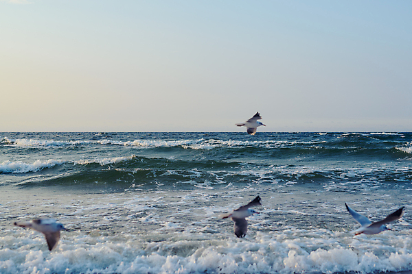 포토 JPG 해외이미지 동물 구름 실루엣 야생동물 파도 바다 백그라운드 날개 오렌지 태국 자연 벽지 갈매기 조류 하늘 풍경 사람없음 빨간색 물 여름 파란색 빛 컬러풀 햇빛 태양 반사 노란색 일출 미국 황혼 일몰 새벽 자유 흰색 저녁 장면 수평선 플로리다 해외포토 자연요소 계절 아시아 컬러 컨셉 북아메리카 과일 촬영기법 노을 밤 야간 생태계 파일형식 이미지허브