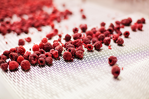 포토 JPG 해외이미지 공장 사람없음 아웃포커스 냉동 기계 제조 산딸기 일렬 식품공장 냉동식품 해외포토 음식 과일 공업 촬영기법 파일형식 이미지허브