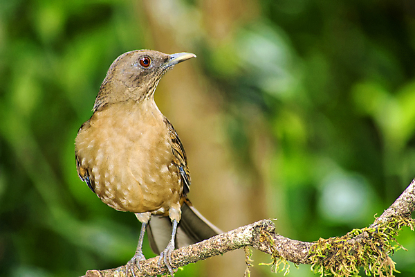 포토 JPG 해외이미지 동물 야생동물 날개 자연 조류 사람없음 야외 뷰티 환경 미국 다양 중앙아메리카 보호 숲 열대우림 깃털 환경보전 생태계 생물학 부리 서식지 동물상 보호구역 생태학 코스타리카 해외포토 교육 다수 컨셉 북아메리카 아메리카 조형물 사회이슈 구역 파일형식 이미지허브