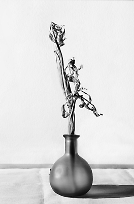 포토 JPG 해외이미지 스튜디오촬영 식물 계절 꽃 백그라운드 컨셉 꽃무늬 자연 탁자 주택 흑백 사랑 사람없음 내부 장식 꽃병 낭만 슬픔 심볼 향수 흰배경 복고 붓꽃 시들음 구성 옛날 정물화 카피스페이스 해외포토 감정 가구 무늬 촬영기법 실내 건물 화장품 공백 흰색 그림 생태계 파일형식 이미지허브