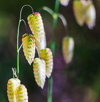 포토 JPG 해외이미지 사람없음 야외 초록색 노란색 평화 보라색 침묵 호주 숲 밀 부드러움 단아함 해외포토 컬러 컨셉 곡류 소리 감각 오세아니아 파일형식 이미지허브