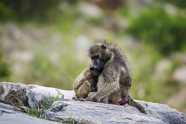 포토 JPG 해외이미지 동물 여자 야생동물 새끼 2 포유류 아프리카 자연 엄마 국립공원 앉기 사람없음 가로 원숭이 보호 결합 사파리 유인원 남아프리카 보호구역 해외포토 공원 나라 컨셉 가족 모션 사람 생태계 구역 파일형식 이미지허브