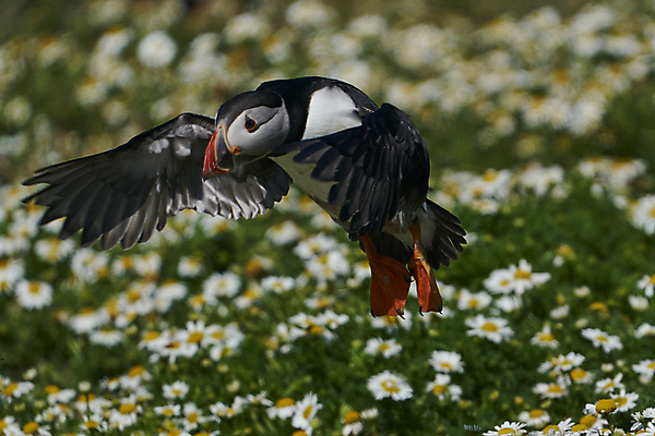 포토 JPG 해외이미지 동물 계절 꽃 야생동물 바다 섬 날개 오렌지 통신 자연 조류 웨일즈 사람없음 빨간색 파란색 컬러풀 노란색 검은색 흰색 오픈 땅 깃털 신호 데이지 부리 멸종 대서양 계산서 내추럴 소통 동물상 왕국 착륙 펨브룩셔 해외포토 식물 컬러 컨셉 과일 영국 조형물 생태계 파일형식 이미지허브