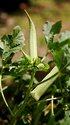포토 JPG 해외이미지 식물 조각 농업 다이어트 과일 재료 자연 건강 요리 사람없음 초록색 농장 주방 수확 흰색 신선 유기농 날것 점심식사 어려움 채식주의자 맛있는 해외포토 웰빙 산업 컬러 식사 생태계 채식 파일형식 이미지허브