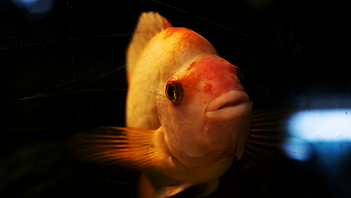 포토 JPG 해외이미지 동물 자연 생물 어류 사람없음 장식 물 파란색 컬러풀 뷰티 노란색 검은색 어둠 오픈 입 균열 닫기 큼 수족관 깊이 해외포토 자연요소 컬러 모션 신체부위 수중동물 크기 생태계 파일형식 이미지허브