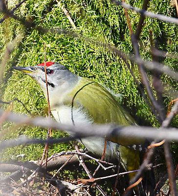포토 JPG 해외이미지 주간 한마리 야생동물 조류 사람없음 야외 나뭇가지 소프트포커스 해외포토 자연요소 나무 동물 1 촬영기법 파일형식 이미지허브