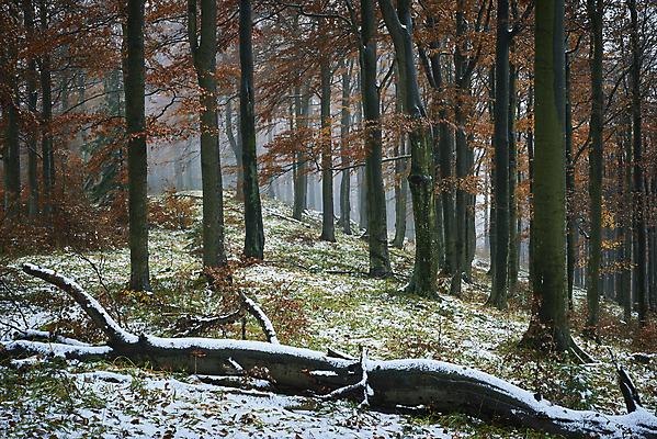 포토 JPG 해외이미지 나무 식물 계절 유럽 도로 잎 겨울 자연 사람없음 야외 목재 가로 초록색 빛 얼음 추위 흰색 나뭇가지 신선 눈송이 숲 시원함 순수 서리 장면 내추럴 삼림지대 눈내림 해외포토 자연요소 나라 길 컬러 컨셉 재료 교통시설 눈_날씨 생태계 파일형식 이미지허브