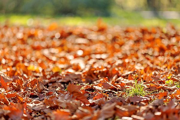 포토 JPG 해외이미지 나무 계절 공원 여행 백그라운드 잎 오렌지 자연 산 사람없음 야외 초록색 빛 햇빛 태양 노란색 환경 낭만 황금 숲 속도 내추럴 전국 해외포토 자연요소 식물 공공시설 컬러 컨셉 과일 생태계 파일형식 이미지허브