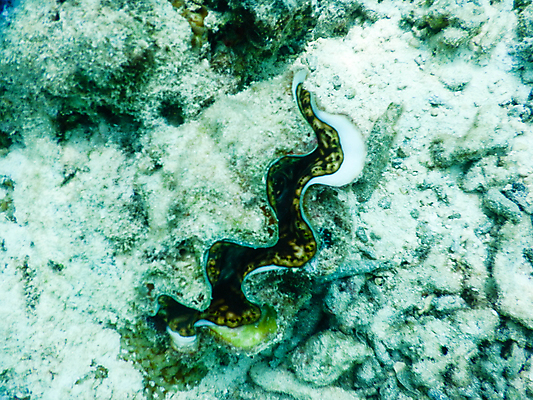 포토 JPG 해외이미지 동물 남자 야생동물 스포츠 바다 섬 여행 백그라운드 학교 자연 휴가 어류 풍경 사람없음 빨간색 물 파란색 컬러풀 뷰티 수중 산호 잠수부 큼 아래 다이빙 장면 암초 몰디브 이국적 해외포토 자연요소 교육 아시아 컬러 사람 수영 수중동물 자포동물 전문직 크기 방향 생태계 위치 수중스포츠 파일형식 이미지허브