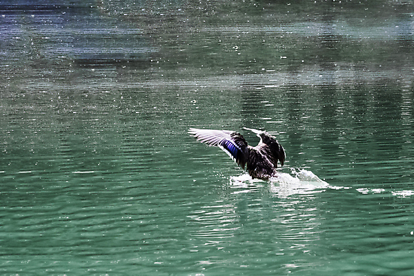포토 JPG 해외이미지 동물 호수 물결 야생동물 파도 발 자연 조류 오리 사람없음 야외 물 파란색 강 갈색 환경 깃털 부리 동물상 해외포토 자연요소 바다 컬러 신체부위 조형물 생태계 파일형식 이미지허브
