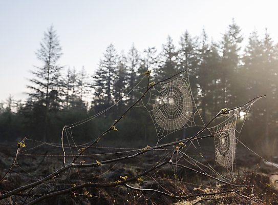포토 JPG 해외이미지 나무 동물 디자인 곤충 백그라운드 패턴 자연 아침 추상 사람없음 야외 초록색 물 빛 햇빛 뷰티 정원 웹 어둠 봄 젖음 안개 흰색 물방울 그물 네트워크 실 떨어짐 숲 이슬 연결 위험 실크 거미줄 빗방울 묘사 질감 거미 올가미 내추럴 해외포토 주간 자연요소 식물 계절 컬러 컨셉 무늬 인터넷 날씨 태양 직물 비_날씨 생태계 파일형식 이미지허브