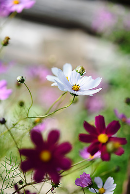 포토 JPG 해외이미지 식물 계절 꽃잎 꽃 분홍색 꽃다발 곤충 백그라운드 잎 꽃무늬 밭 자연 사람없음 초록색 파란색 컬러풀 정원 보라색 화목 봄 수확 벚꽃 개화 아래 제비꽃 질감 보케 옛날 해외포토 동물 컬러 컨셉 무늬 농업 방향 생태계 위치 파일형식 이미지허브