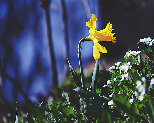 포토 JPG 해외이미지 식물 계절 꽃잎 꽃 줄기 꽃다발 백그라운드 잎 꽃무늬 밭 자연 사람없음 야외 초록색 여름 뷰티 갈색 노란색 정원 봄 벚꽃 흰색 신선 개화 황금 땅 다발 묘사 향기 수선화 내추럴 해외포토 컬러 무늬 농업 생태계 냄새 파일형식 이미지허브