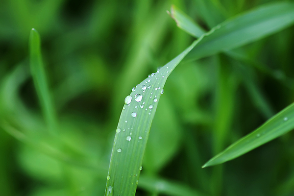 포토 JPG 해외이미지 식물 꽃 줄기 백그라운드 잎 자연 아침 날씨 잔디 사람없음 야외 장식 초록색 물 빛 햇빛 뷰티 반사 환경 정원 봄 거품 젖음 성장 물방울 신선 액체 칼날 떨어짐 이슬 작음 빗방울 허브 순수 블러 해외포토 주간 자연요소 계절 컬러 컨셉 태양 비_날씨 크기 생태계 파일형식 이미지허브