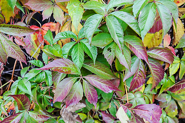 포토 JPG 해외이미지 나무 계절 공원 여행 잎 오렌지 자연 하늘 산 풍경 초원 사람없음 야외 초록색 빛 컬러풀 햇빛 태양 노란색 환경 낭만 가을 황금 숲 속도 내추럴 전국 해외포토 자연요소 식물 공공시설 컬러 컨셉 과일 생태계 파일형식 이미지허브