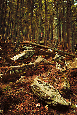 포토 JPG 해외이미지 나무 계절 공원 백그라운드 잎 자국 자연 산 풍경 사람없음 야외 목재 초록색 컬러풀 노란색 환경 탐험 안개 광선 가을 신선 소나무 황무지 숲 오솔길 언덕 침엽수 탐사 흐림 내추럴 뿌연 해외포토 식물 공공시설 길 컬러 재료 날씨 생태계 파일형식 이미지허브