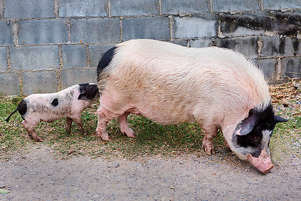 포토 JPG 해외이미지 동물 1 라이프스타일 음식 모래 분홍색 농업 비즈니스 포유류 가정 자연 주택 육류 돼지고기 성인 사람없음 야외 농장 머리 귀여움 농사 검은색 식사 가축 방 성장 흰색 시골 돼지 그룹 닫기 큼 뿌리기 유기농 주둥이 내추럴 기르기 밭일 해외포토 웰빙 산업 컬러 컨셉 식재료 모션 사람 건물 생활 신체부위 크기 생태계 돌봄 파일형식 이미지허브