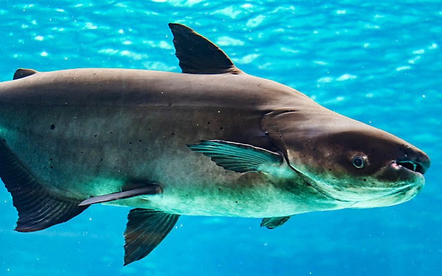 포토 JPG 해외이미지 동물 접시 음식 잎 공 자연 고추 건강 육류 어류 요리 동양인 사람없음 옆모습 빨간색 초록색 강 식사 저녁식사 튀김 뜨거움 고명 먹기 허브 해산물 피부 향신료 매움 날것 라임 후추 바질 거인 점심식사 메콩강 민물 맛있는 해외포토 식물 식기 뷰포인트 컬러 채소 과일 식재료 모션 인종 신체부위 수중동물 맛 생태계 향미료 파일형식 이미지허브