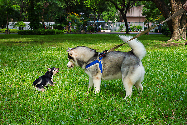 포토 JPG 해외이미지 주간 반려견 두마리 잔디 사람없음 야외 반려동물 산책 인사 강아지 소형견 대형견 해외포토 자연요소 식물 동물 2 휴식 예절 개 파일형식 이미지허브
