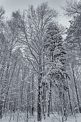 포토 JPG 해외이미지 나무 식물 구름 계절 공원 여행 백그라운드 크리스마스 겨울 자연 하늘 날씨 흑백 풍경 사람없음 야외 목재 빛 뷰티 환경 냉동 검은색 추위 흰색 소나무 숲 서리 장면 상록수 침엽수 층 전나무 제설기 가문비나무 해외포토 자연요소 공공시설 기념일 컬러 재료 촬영기법 생태계 제설 파일형식 이미지허브