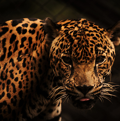 포토 JPG 해외이미지 야생동물 여행 자연 풍경 사람없음 뷰티 해외포토 동물 생태계 파일형식 이미지허브