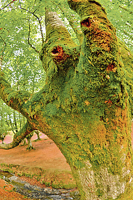 포토 JPG 해외이미지 나무 공원 유럽 야생동물 여행 잎 자연 휴식 산 사람없음 야외 목재 물 강 뷰티 환경 다양 스페인 보호 숲 환경보전 생태계 생물학 서식지 내추럴 민물 보호구역 삼림지대 생태학 해외포토 자연요소 식물 동물 공공시설 교육 나라 다수 컨셉 재료 사회이슈 구역 파일형식 이미지허브