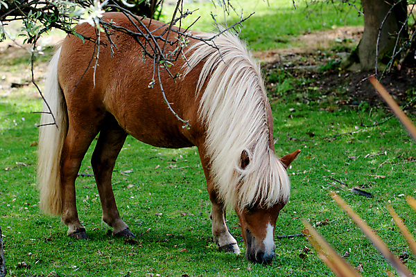 포토 JPG 해외이미지 동물 밭 포유류 자연 사람없음 초록색 농장 갈색 시골 승마 방목 갈기 조랑말 망아지 해외포토 새끼 스포츠 컬러 농업 말_동물 축산업 생태계 파일형식 이미지허브