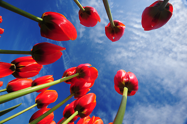 포토 JPG 해외이미지 식물 계절 꽃잎 꽃 잎 꽃무늬 밭 농업 자연 하늘 사람없음 파란색 농장 봄 낭만 튤립 벚꽃 시골 신선 워싱턴 줄서기 해외포토 산업 컬러 컨셉 무늬 모션 미국 생태계 파일형식 이미지허브