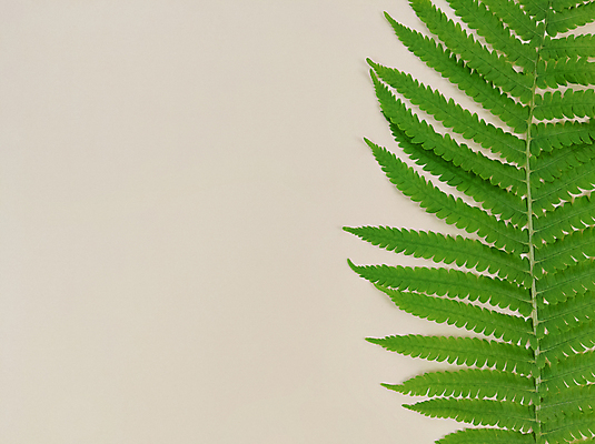 포토 JPG 해외이미지 식물 디자인 백그라운드 컨셉 잎 꽃무늬 텍스트 자연 사람없음 장식 초록색 우주 환경 스파 공백 나뭇가지 시골 신선 플랫 정상 에코 유기농 질감 위치 생태학 소셜미디어 양치류 이국적 파스텔톤 카피스페이스 미니멀리스트 미니멀 해외포토 나무 웰빙 교육 꽃 컬러 무늬 생태계 파일형식 이미지허브