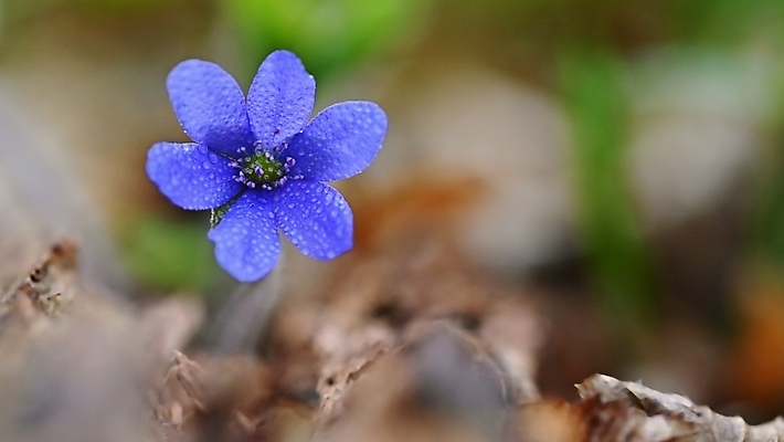 포토 JPG 해외이미지 식물 계절 꽃잎 꽃 백그라운드 잎 꽃무늬 자연 사람없음 야외 초록색 여름 파란색 빛 뷰티 갈색 정원 보라색 봄 들꽃 벚꽃 흰색 개화 숲 제비꽃 내추럴 노루귀 아네모네 해외포토 컬러 무늬 생태계 파일형식 이미지허브