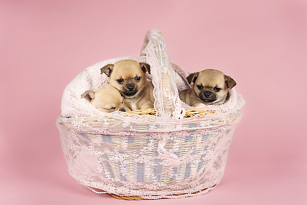 포토 JPG 해외이미지 동물 척추동물 새끼 분홍색 백그라운드 포유류 가족 포옹 휴식 털 함께함 3 앉기 사람없음 반려동물 바구니 귀여움 흰색 아기 잠 개 달콤 강아지 쓰레기 작음 낮잠 귀 치와와 송곳니 기르기 유래 해외포토 컬러 컨셉 관계 안기 모션 사람 신체부위 맛 치아 크기 돌봄 파일형식 이미지허브