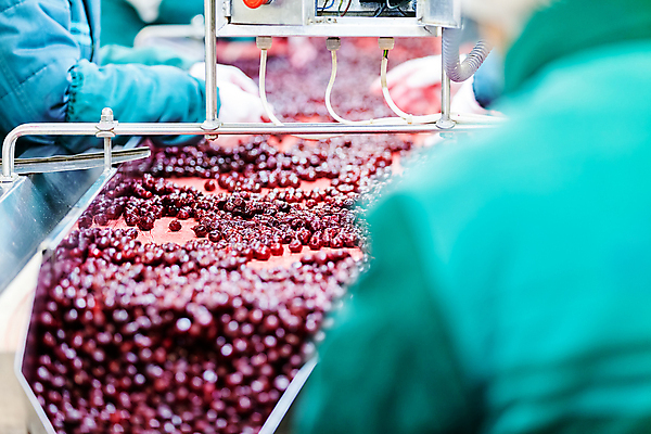 포토 JPG 해외이미지 손 공장 한명 상반신 성인 뒷모습 신체부위 냉동 기계 체리 제조 소프트포커스 일렬 분류 성인한명만 식품공장 냉동식품 해외포토 1 음식 뷰포인트 과일 공업 촬영기법 사람 성인만 파일형식 이미지허브