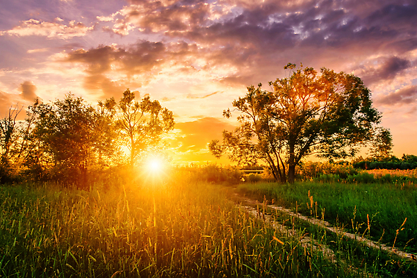 포토 JPG 해외이미지 나무 자연 하늘 사람없음 야외 햇빛 태양 일몰 들꽃 해외포토 자연요소 식물 꽃 노을 생태계 파일형식 이미지허브