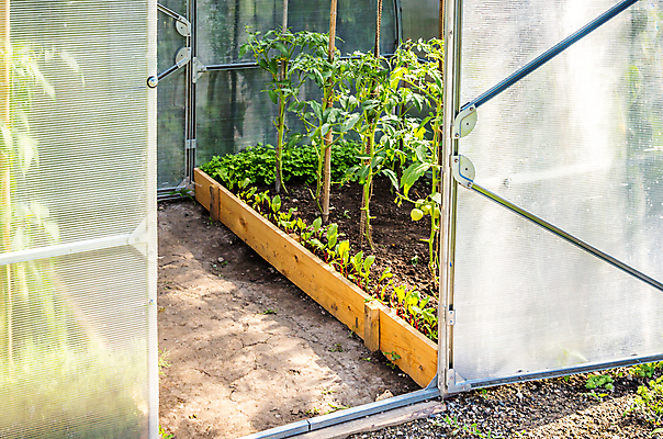 포토 JPG 해외이미지 식물 음식 농업 토마토 채소 자연 하늘 주택 건강 잔디 사람없음 초록색 파란색 농작물 농장 정원 놀이방 수확 성장 신선 작음 유기농 원예 내추럴 밭일 숙성 온실 채식주의자 그리너리 해외포토 웰빙 산업 컬러 취미 건물 크기 생태계 채식 파일형식 트랜드컬러 이미지허브