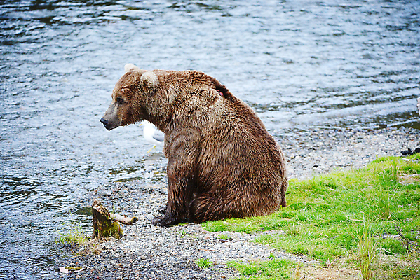 포토 JPG 해외이미지 주간 한마리 야생동물 곰 앉기 사람없음 야외 강 젖음 해외포토 자연요소 동물 1 포유류 모션 파일형식 이미지허브