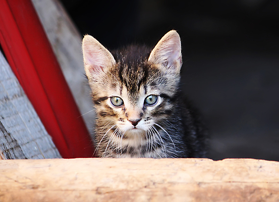포토 JPG 해외이미지 동물 응시 시선 포즈 백그라운드 밭 장난 포유류 자연 놀이 수염 털 앉기 사람없음 야외 빨간색 초록색 반려동물 태양 귀여움 정원 고양이 표현 아기 달콤 작음 모피 호기심 얼룩무늬 기르기 유래 해외포토 자연요소 감정 컬러 컨셉 무늬 농업 모션 사람 맛 크기 생태계 돌봄 파일형식 이미지허브
