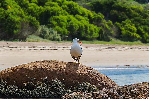 포토 JPG 해외이미지 주간 동물 야생동물 바다 섬 여행 자연 갈매기 조류 휴가 휴식 해변 사람없음 야외 초록색 물 평화 맑음 활발 호주 숲 파라다이스 해외포토 자연요소 컬러 컨셉 날씨 오세아니아 생태계 파일형식 이미지허브