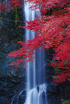 포토 JPG 해외이미지 계절 공원 단풍 잎 자연 휴식 사람없음 빨간색 일본 폭포 변화 떨어짐 11월 회전 강렬 해외포토 식물 공공시설 아시아 컬러 컨셉 날짜 생태계 파일형식 이미지허브