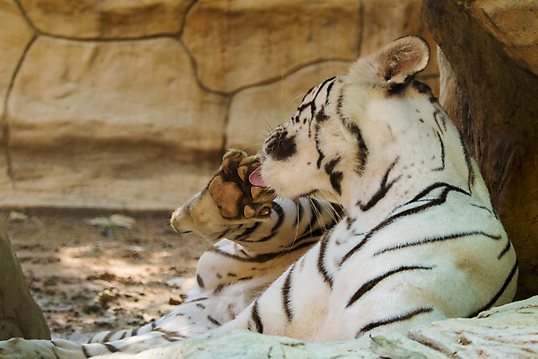 포토 JPG 해외이미지 주간 한마리 야생동물 동물원 사람없음 야외 아웃포커스 핥기 맹수 백호 해외포토 자연요소 동물 1 모션 촬영기법 호랑이 파일형식 사방신 이미지허브