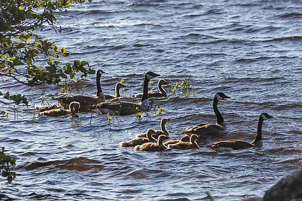포토 JPG 해외이미지 동물 커플 공원 호수 야생동물 캐나다 가족 청소년 자연 조류 표면 성인 사람없음 물 햇빛 태양 수영 젖음 육아 자녀 아기 쌍 4 그룹 저녁 거위 물새 내추럴 기르기 해외포토 자연요소 공공시설 북아메리카 관계 사람 숫자 수상스포츠 야간 생태계 돌봄 파일형식 이미지허브