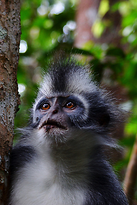 포토 JPG 해외이미지 동물 응시 공원 남자 아시아 얼굴 야생동물 백그라운드 잎 자연 동물원 종류 사람없음 환경 회색 원숭이 닫기 숲 에코 인도네시아 멸종 S 서식지 유인원 동물상 전국 해외포토 식물 알파벳 시선 공공시설 나라 컬러 포유류 모션 사람 신체부위 조형물 생태계 파일형식 이미지허브