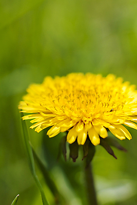포토 JPG 해외이미지 주간 한송이 자연 근접촬영 사람없음 야외 아웃포커스 민들레 해외포토 자연요소 1 꽃 뷰포인트 촬영기법 생태계 송이 파일형식 이미지허브